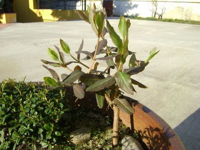 Lonicera sempervirens Dropmore Scarlet