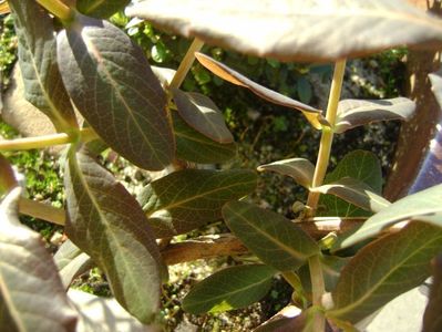 Lonicera sempervirens Dropmore Scarlet