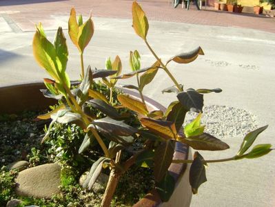 Lonicera sempervirens Dropmore Scarlet