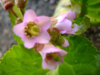 Bergenia cordifolia