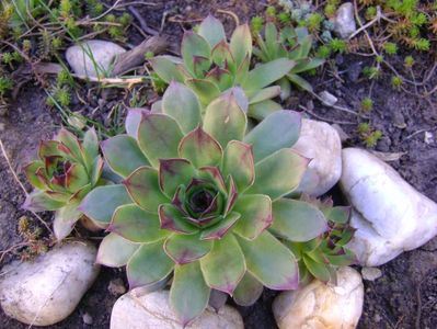 Sempervivum