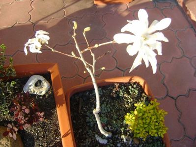 Magnolia stellata