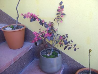 Loropetalum chinensis, flori