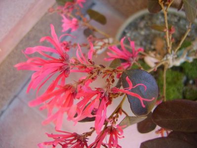 Loropetalum chinensis