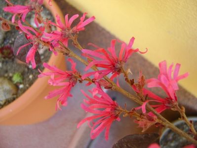 Loropetalum chinensis