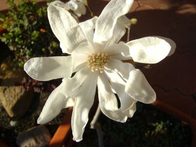 Magnolia stellata; 25 mart. 2017
