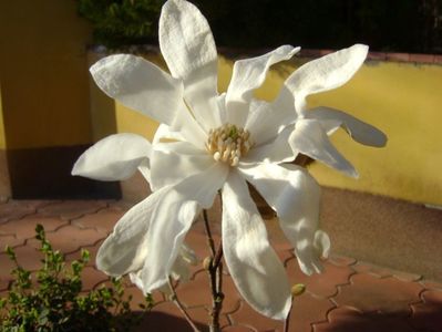 Magnolia stellata; 25 mart. 2017
