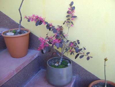 Loropetalum chinensis; mart. 2017
