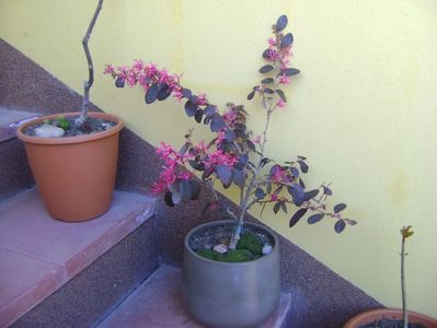 Loropetalum chinensis; mart. 2017
