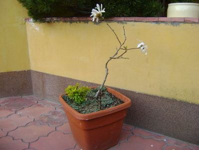 Magnolia stellata; mart. 2017
