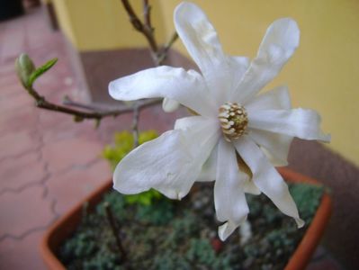 Magnolia stellata; mart. 2017
