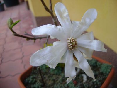 Magnolia stellata; mart. 2017
