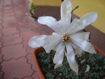 Magnolia stellata; mart. 2017
