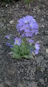 Primula denticulata