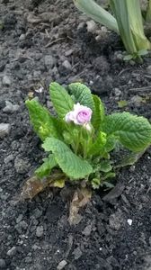 Primula oboconica