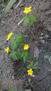 Anemone ranunculoides