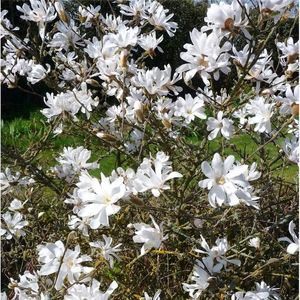 Magnolia Stellata