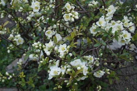 Chaenomeles Nivalis