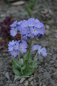 Primula cashmeriana