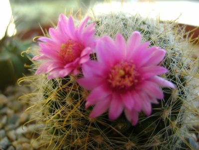 Mammillaria zeilmanniana; a doua inflorire
