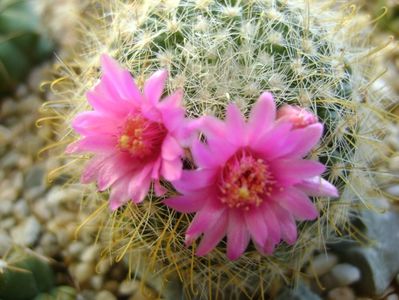 Mammillaria zeilmanniana; a doua inflorire
