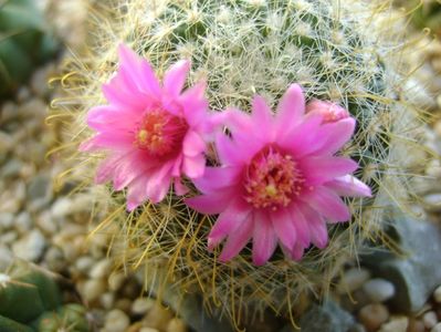 Mammillaria zeilmanniana; a doua inflorire
