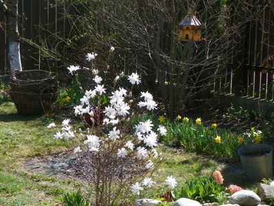 magnolia stellata