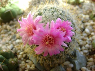 Mammillaria zeilmanniana