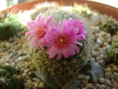 Mammillaria zeilmanniana