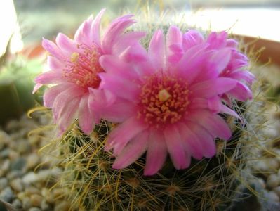 Mammillaria zeilmanniana