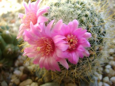 Mammillaria zeilmanniana