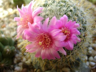 Mammillaria zeilmanniana