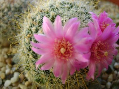 Mammillaria zeilmanniana