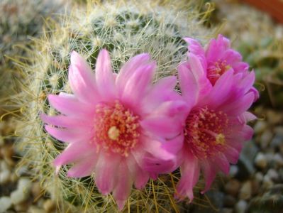 Mammillaria zeilmanniana