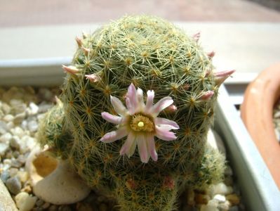 Mammillaria schiedeana ssp. giselae