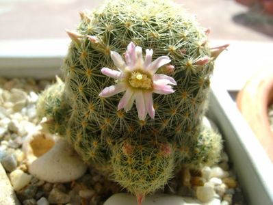 Mammillaria schiedeana ssp. giselae