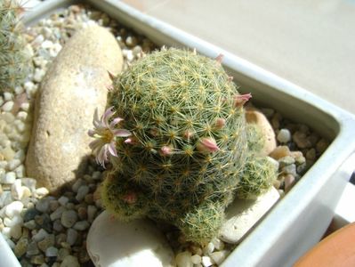 Mammillaria schiedeana ssp. giselae