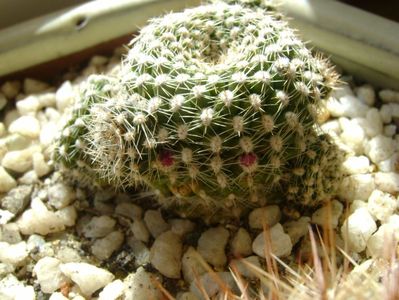 Rebutia krainziana, boboci