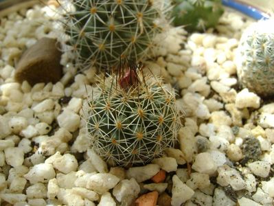 Gymnocactus knuthianus