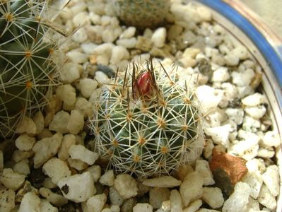 Gymnocactus knuthianus