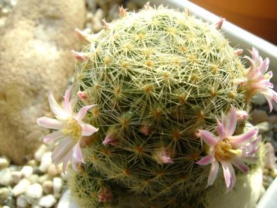 Mammillaria schiedeana ssp. giselae