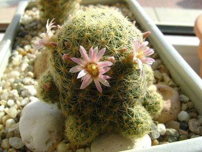 Mammillaria schiedeana ssp. giselae