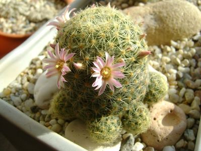 Mammillaria schiedeana ssp. giselae