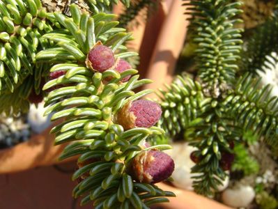 Abies pinsapo, conuri