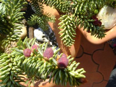 Abies pinsapo, conuri