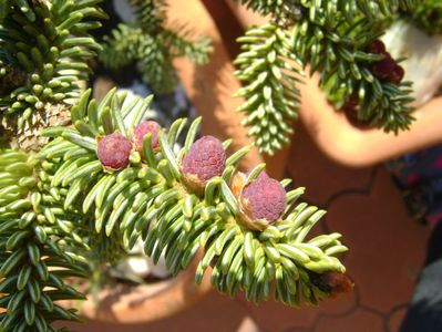 Abies pinsapo, conuri