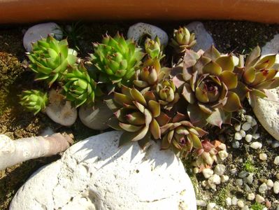 Sempervivum