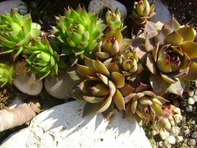 Sempervivum