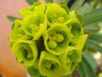 Euphorbia amygdaloides