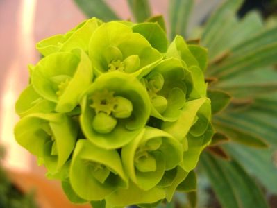 Euphorbia amygdaloides